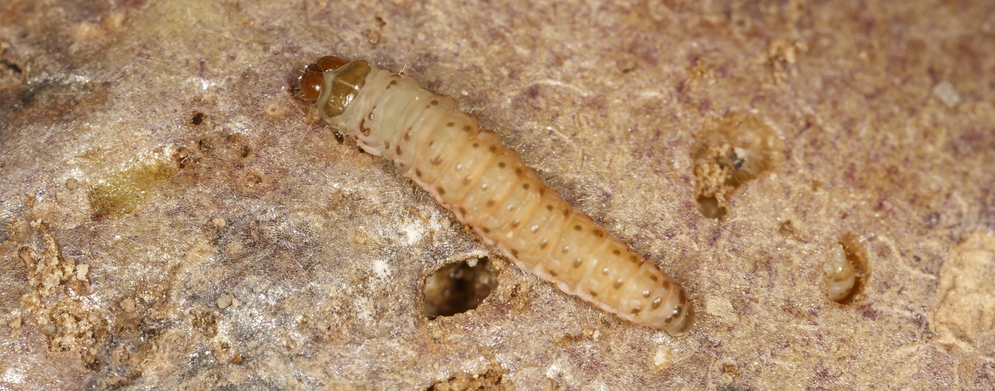 Guatemalan potato tuber moth